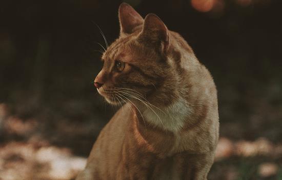 猫咪洗澡后不吹干会有什么后果?(猫咪洗了澡不吹干会怎么样) 猫咪洗澡后不吹干会有什么后果?(猫咪洗了澡不吹干会怎么样)
