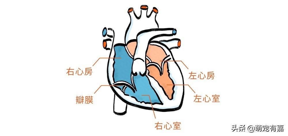 狗狗心脏病与犬种的关系,如何发现和治疗?选对用药时间很关键(狗狗心脏病可以活多久) 狗狗心脏病与犬种的关系,如何发现和治疗?选对用药时间很关键(狗狗心脏病可以活多久)
