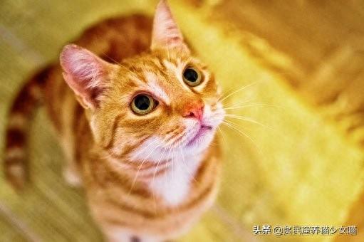 新手养猫不迷路,给铲屎官的5条养猫纯干货(养猫新手入门) 新手养猫不迷路,给铲屎官的5条养猫纯干货(养猫新手入门)