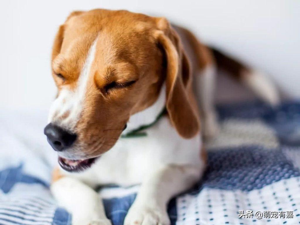 狗狗心脏病与犬种的关系,如何发现和治疗?选对用药时间很关键(狗狗心脏病可以活多久) 狗狗心脏病与犬种的关系,如何发现和治疗?选对用药时间很关键(狗狗心脏病可以活多久)