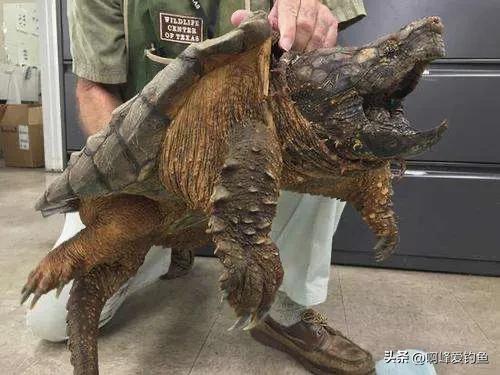 世界最大淡水龟：体重可达80公斤，外来物种请勿随意放生
