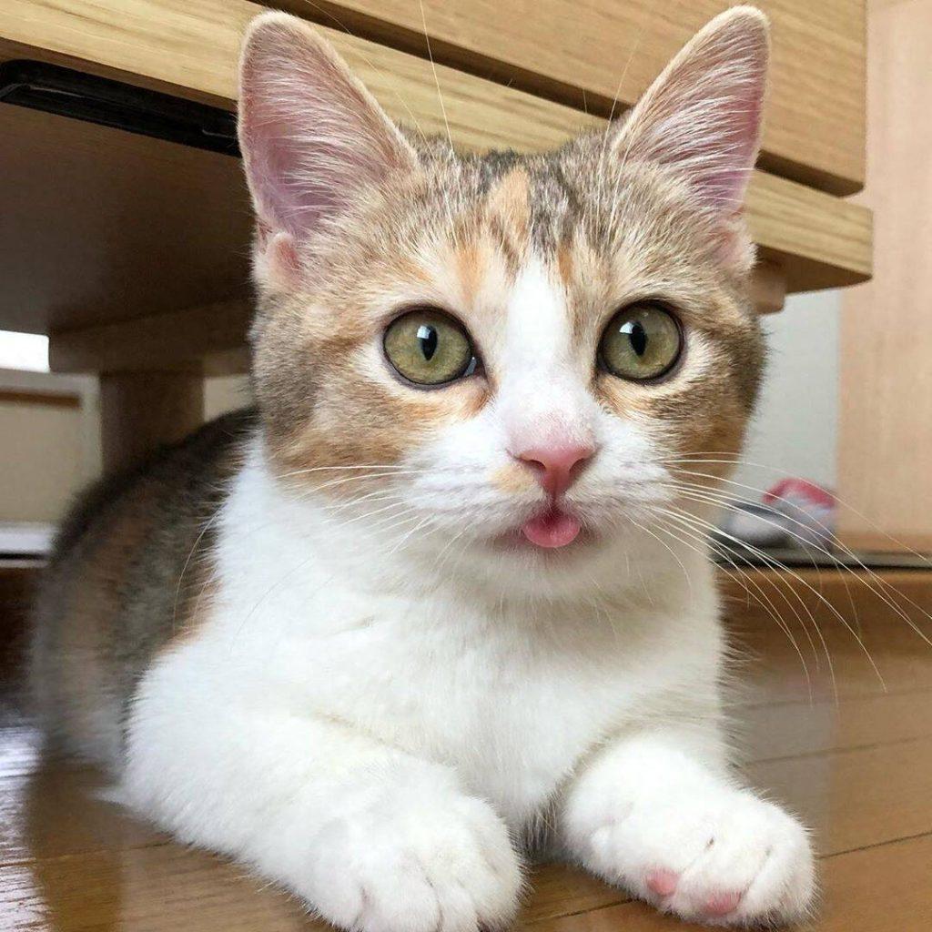 土猫土狗遍地都是,有什么可晒的?养宠的意义究竟是什么?(土猫适合圈养吗知乎) 土猫土狗遍地都是,有什么可晒的?养宠的意义究竟是什么?(土猫适合圈养吗知乎)