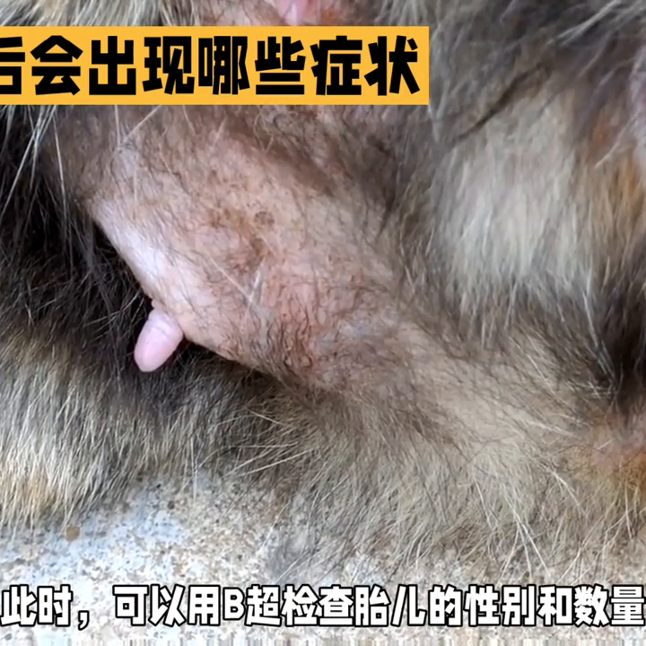 猫咪怀孕后会出现哪些症状?猫咪怀孕出现的症状(猫咪怀孕后会有什么症状) 猫咪怀孕后会出现哪些症状?猫咪怀孕出现的症状(猫咪怀孕后会有什么症状)