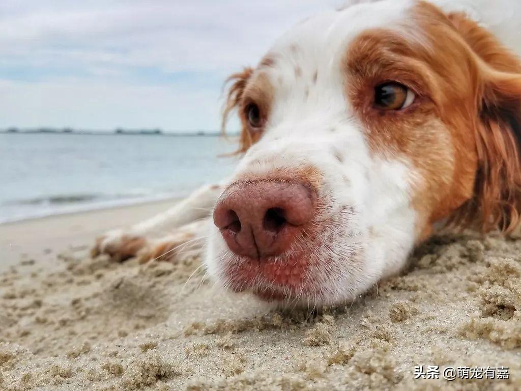 狗狗心脏病与犬种的关系,如何发现和治疗?选对用药时间很关键(狗狗心脏病可以活多久) 狗狗心脏病与犬种的关系,如何发现和治疗?选对用药时间很关键(狗狗心脏病可以活多久)