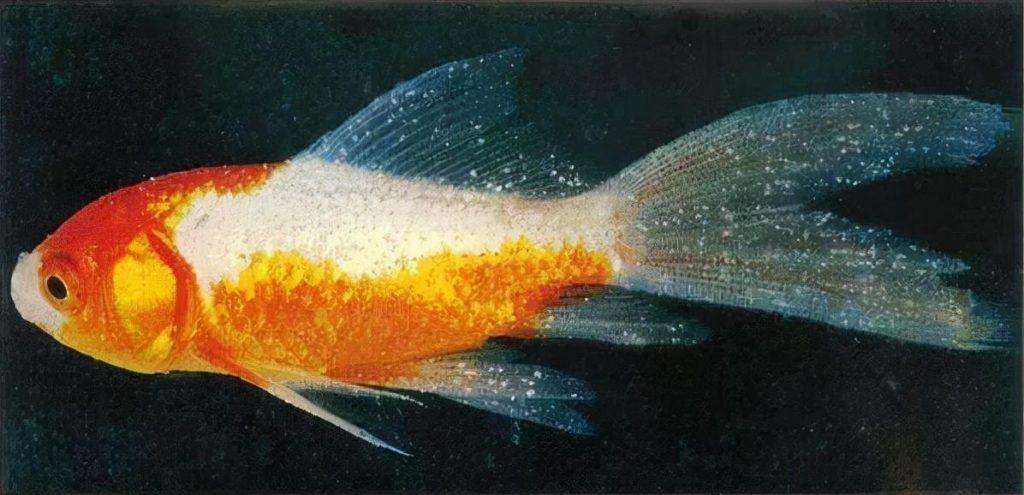 鱼类养殖常见4种“白点病”（养鱼白点病是什么症状）