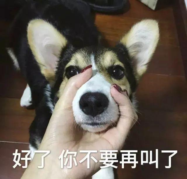 狗狗喜欢对着主人叫,多半是惯的,快来看看解决办法吧!(狗狗喜欢对着人叫怎么办) 狗狗喜欢对着主人叫,多半是惯的,快来看看解决办法吧!(狗狗喜欢对着人叫怎么办)