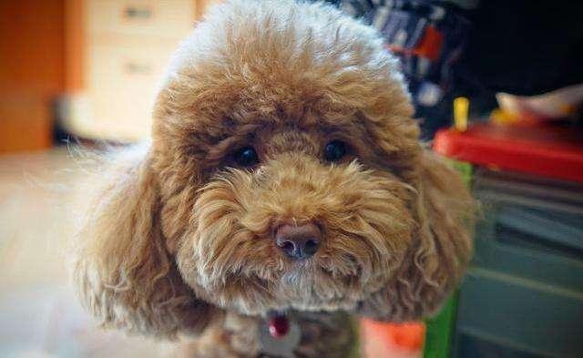 为什么我家泰迪犬一直在“发抖”?这7大原因,瞅瞅你家中了哪个(泰迪为什么总发抖) 为什么我家泰迪犬一直在“发抖”?这7大原因,瞅瞅你家中了哪个(泰迪为什么总发抖)