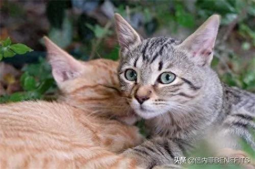 猫咪绝育后为什么还会发情?一文带你来看看元凶!(猫咪做完绝育后一直发抖) 猫咪绝育后为什么还会发情?一文带你来看看元凶!(猫咪做完绝育后一直发抖)