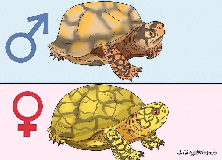 如何辨别一只乌龟是雄性还是雌性？（怎么分清乌龟是雌的还是雄的图片）