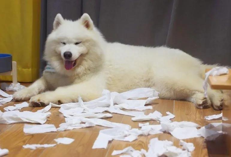 萨摩耶幼犬乱咬东西怎么办?(萨摩耶幼犬乱咬乱叫怎么回事) 萨摩耶幼犬乱咬东西怎么办?(萨摩耶幼犬乱咬乱叫怎么回事)