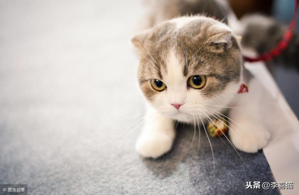 猫癣并不是可怕的疑难杂症,积极配合医生并注意这些事项就能治愈(猫癣要怎么治) 猫癣并不是可怕的疑难杂症,积极配合医生并注意这些事项就能治愈(猫癣要怎么治)