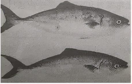 鱼类养殖常见4种“白点病”（养鱼白点病是什么症状）
