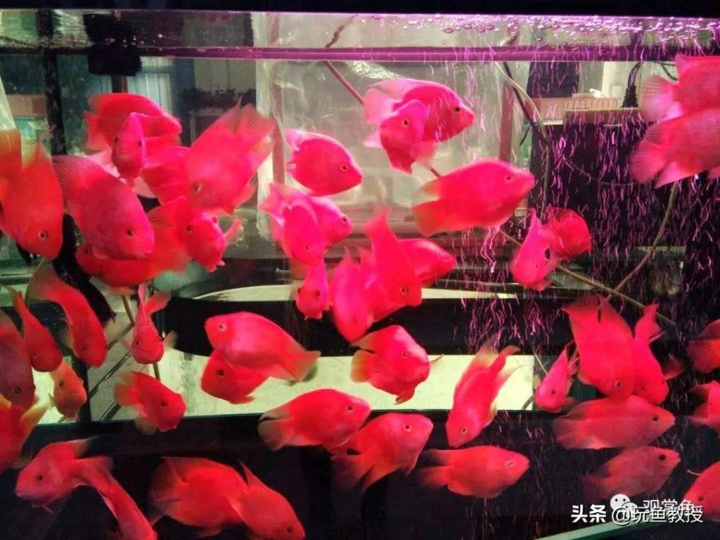 鹦鹉鱼厌食怎么办?来~来~来~往这里看(鹦鹉鱼不想吃饭是怎么回事) 鹦鹉鱼厌食怎么办?来~来~来~往这里看(鹦鹉鱼不想吃饭是怎么回事)