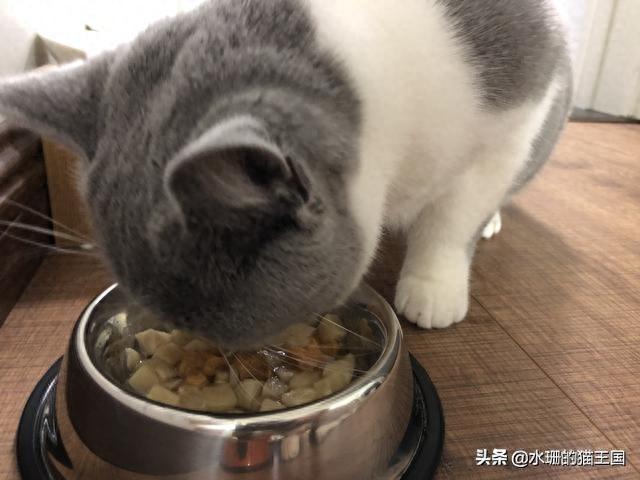 不正经吃饭的猫不是好猫!猫咪不爱吃饭,我就用这几招!(不吃饭的猫应该怎么办) 不正经吃饭的猫不是好猫!猫咪不爱吃饭,我就用这几招!(不吃饭的猫应该怎么办)