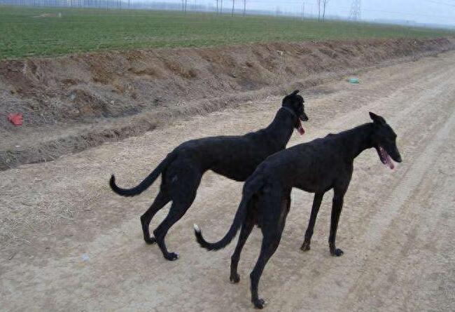 解读“惠比特犬”，完美的运动猎犬，最简单的动作跑最远的距离（惠比特犬体型）