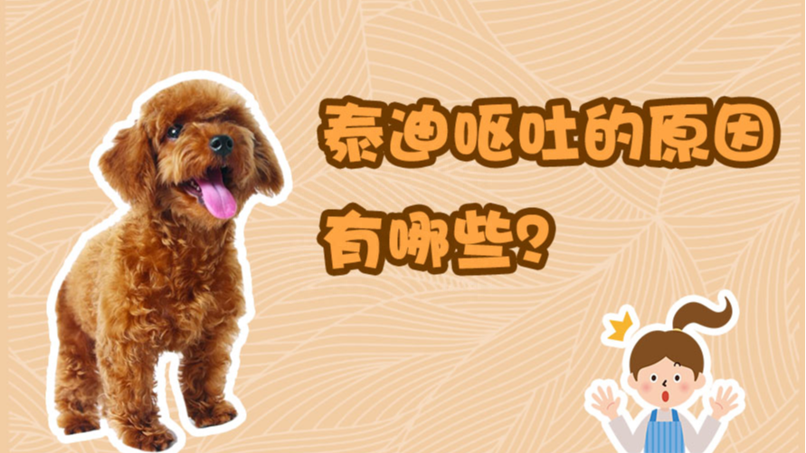 泰迪犬呕吐怎么办?泰迪犬呕吐原因以及治疗方法分享(泰迪狗呕吐怎么办?) 泰迪犬呕吐怎么办?泰迪犬呕吐原因以及治疗方法分享(泰迪狗呕吐怎么办?)