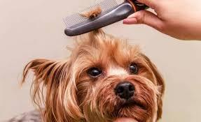 你正确给狗梳毛了吗？狗狗毛发分5种，你给它选对梳子了吗？（给狗梳毛怎么梳好看）