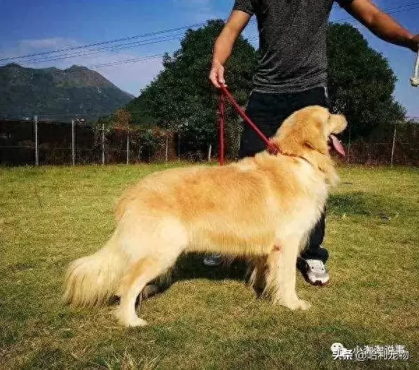 别人家的金毛为什么那么听话?他们懂得这些驯养知识(金毛太听话了) 别人家的金毛为什么那么听话?他们懂得这些驯养知识(金毛太听话了)