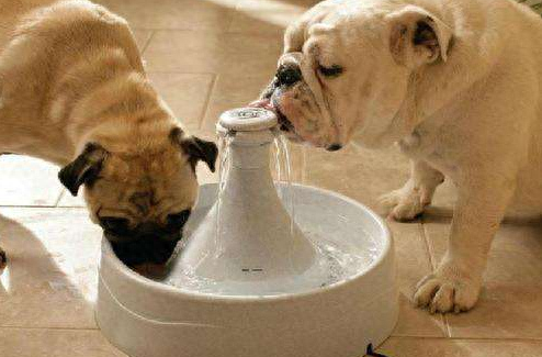 狗狗不爱喝水？95%的家长都忽略了这事（狗不爱喝水咋办）