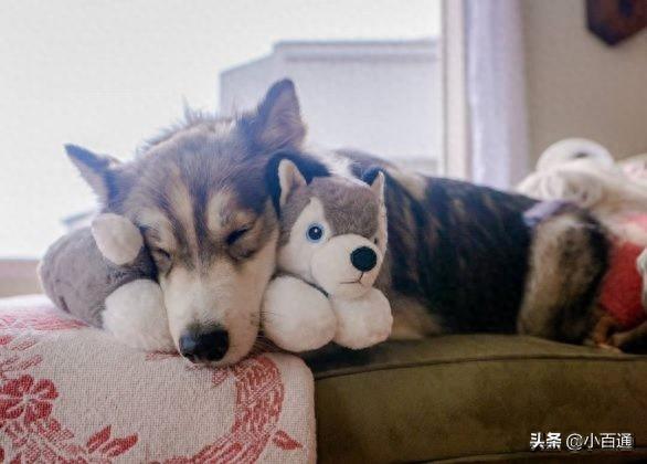 自从给狗买了个枕头，这家伙天天抱着枕头午睡（自从给狗买了个枕头,这家伙天天抱着枕头午睡好吗）