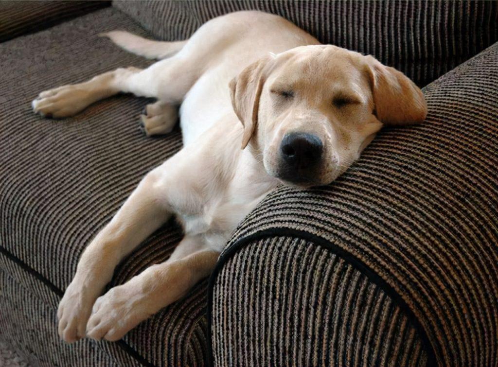 狗狗的6种“睡姿”,代表着不同的含义，你家是哪种？（狗狗的睡姿有讲究吗）