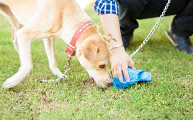 狗狗爱吃塑料袋的原因，不要忽视了（狗为什么总在门口待着）