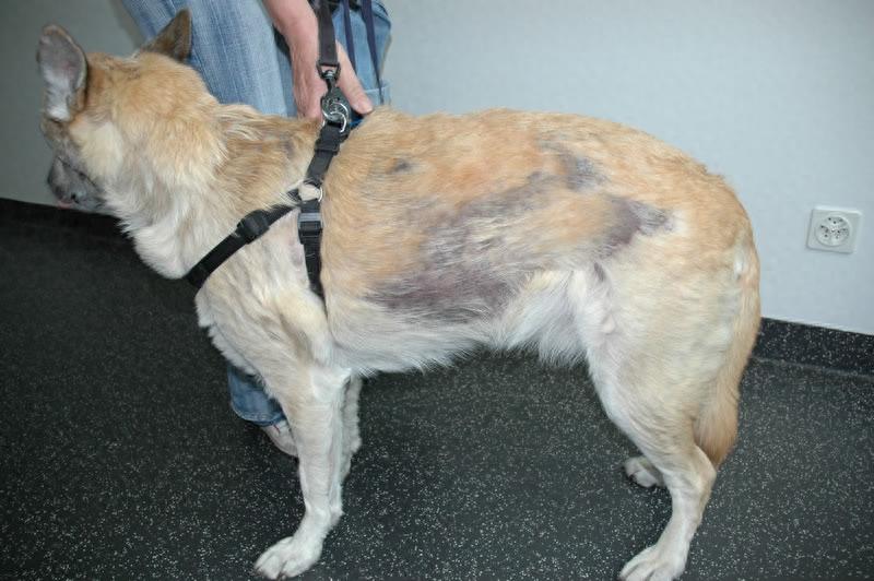 什么是脂溢性皮炎？狗狗经常挠自己，就证明它患上脂溢性皮炎吗？（狗溢脂性皮炎怎么治）