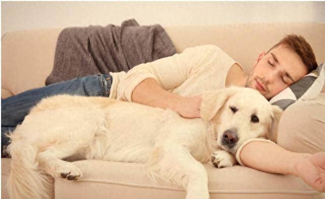 拉布拉多犬有这“8大表现”，说明它爱上你了，看完赶紧抱抱它（拉布拉多犬的特点以及外貌）