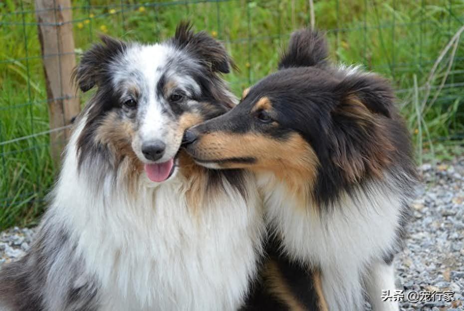 狗狗爱用舌头舔其他狗，难道它真的想成为名副其实的“舔狗”吗？（狗狗总用舌头舔人怎么回事）