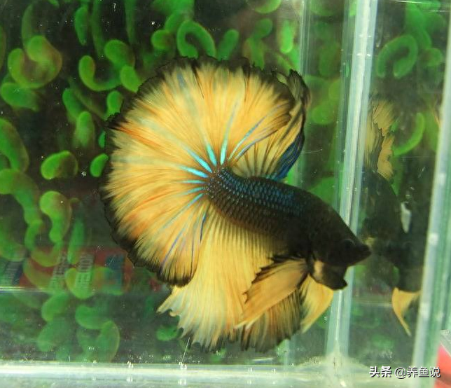 斗鱼为啥总养不好?看看这4步做到位了没,延长斗鱼寿命的法宝(为什么我养的斗鱼苗越来越少) 斗鱼为啥总养不好?看看这4步做到位了没,延长斗鱼寿命的法宝(为什么我养的斗鱼苗越来越少)