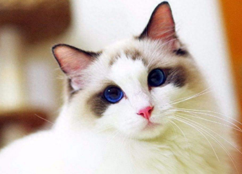 猫界“最漂亮”的6种猫,让人赏心悦目眼睛一亮,你觉得谁第一?(最漂亮的十种猫和狗) 猫界“最漂亮”的6种猫,让人赏心悦目眼睛一亮,你觉得谁第一?(最漂亮的十种猫和狗)