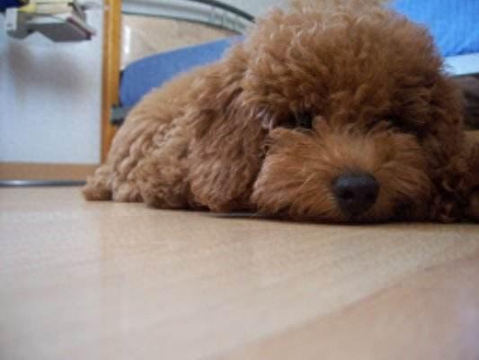 泰迪出现以下六种情况时,铲屎官需格外注意,谨防爱犬生病(泰迪反常是什么原因) 泰迪出现以下六种情况时,铲屎官需格外注意,谨防爱犬生病(泰迪反常是什么原因)