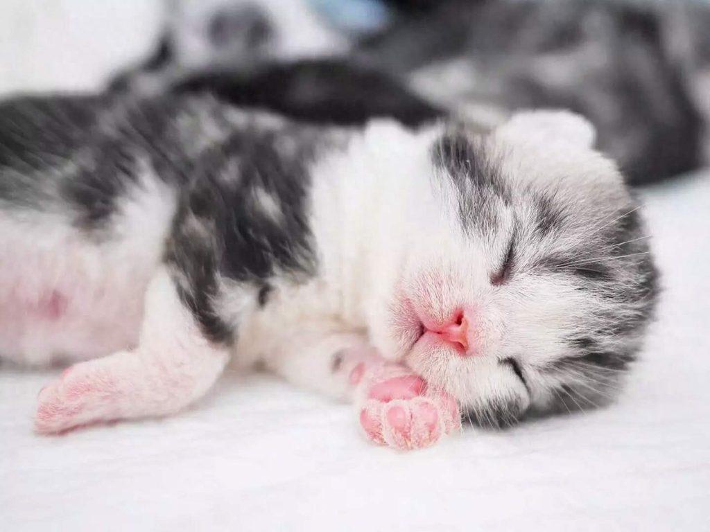 猫咪的胡须不只是摆设，居然有这么多神奇的功能！（猫咪的胡须有什么用）