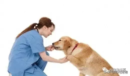 别人家的金毛为什么那么听话?他们懂得这些驯养知识(金毛太听话了) 别人家的金毛为什么那么听话?他们懂得这些驯养知识(金毛太听话了)