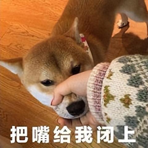 狗狗经常“咬你”,不是因为淘气,而是这几个意思(狗狗总是咬你怎么办) 狗狗经常“咬你”,不是因为淘气,而是这几个意思(狗狗总是咬你怎么办)