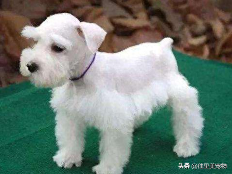 作为会取悦家人的犬种，雪纳瑞的日常饲养及毛发护理需要怎么做？（雪纳瑞毛能多长）