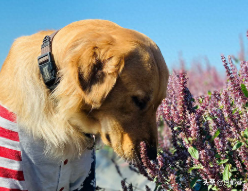 金毛犬感冒了怎么办?(金毛幼犬感冒了吃什么药好的快) 金毛犬感冒了怎么办?(金毛幼犬感冒了吃什么药好的快)