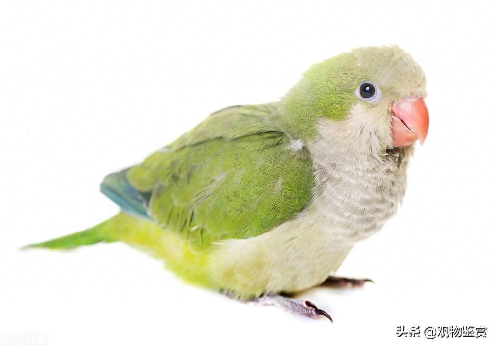 鹦鹉吃什么水果蔬菜?喂食鹦鹉注意事项(鹦鹉爱吃什么水果蔬菜) 鹦鹉吃什么水果蔬菜?喂食鹦鹉注意事项(鹦鹉爱吃什么水果蔬菜)