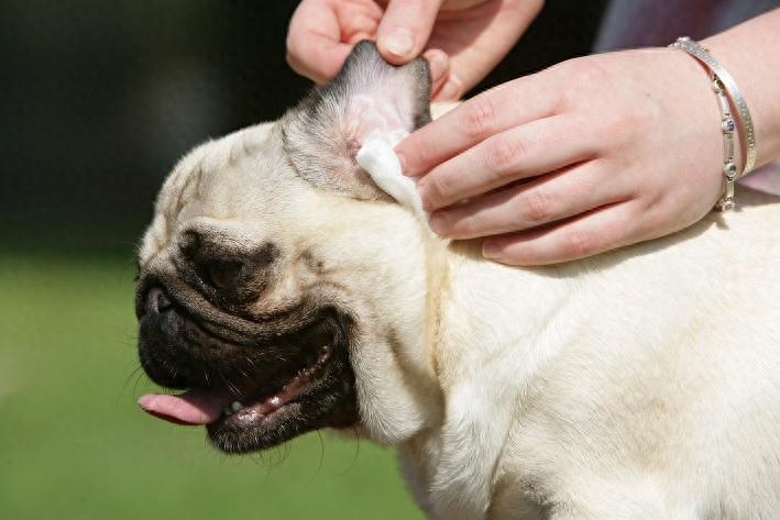 狗狗耳朵容易藏脏东西，主人给狗狗清洁耳朵，要分3步来（狗狗耳朵清理方法有哪些）