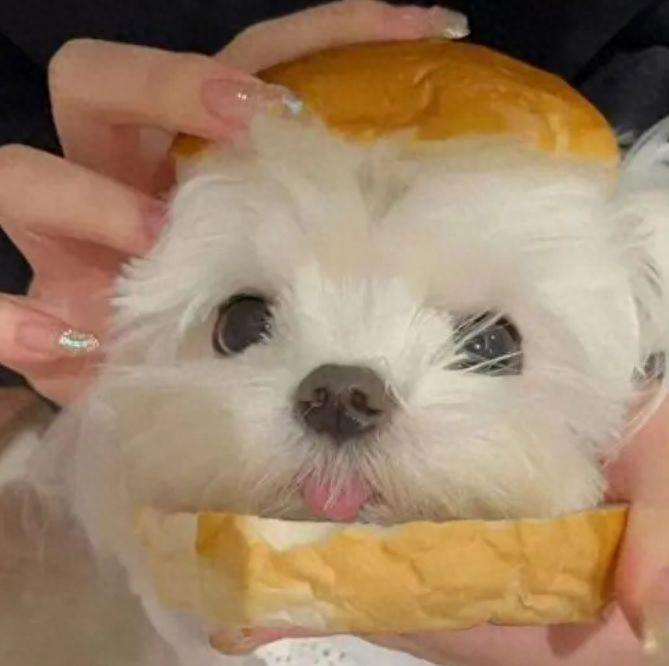 狗狗的眼里都能看到什么颜色呢？（狗狗的眼里是黑白的吗）