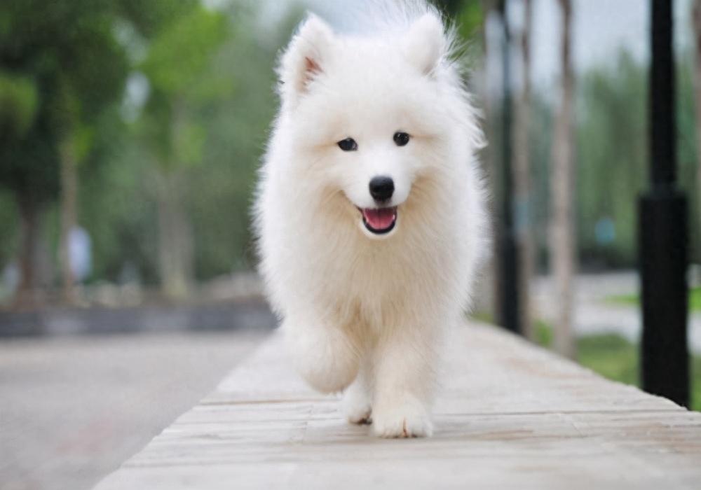 幼犬萨摩耶吃什么好?萨摩耶喂养的注意事项(幼犬萨摩耶可以吃什么) 幼犬萨摩耶吃什么好?萨摩耶喂养的注意事项(幼犬萨摩耶可以吃什么)