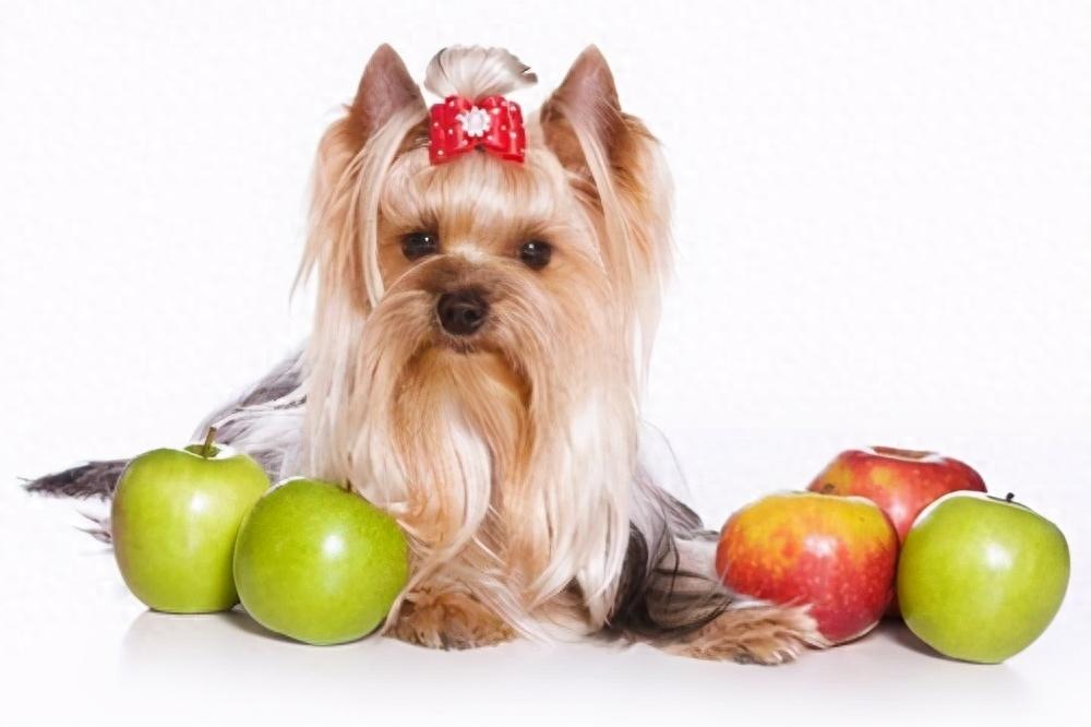 狗狗食谱｜狗狗吃这几种水果对身体好处多（狗狗吃什么水果蔬菜对身体好）