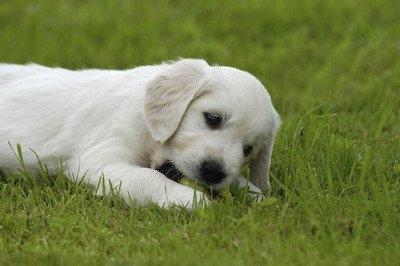 狗狗细小病毒、狗瘟、冠状病毒的救治措施(狗狗细小冠状病毒怎么治疗最好) 狗狗细小病毒、狗瘟、冠状病毒的救治措施(狗狗细小冠状病毒怎么治疗最好)