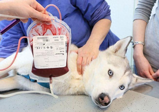宠物也可以献血救朋友？宠物献血其实没想象中危险（宠物献血站）