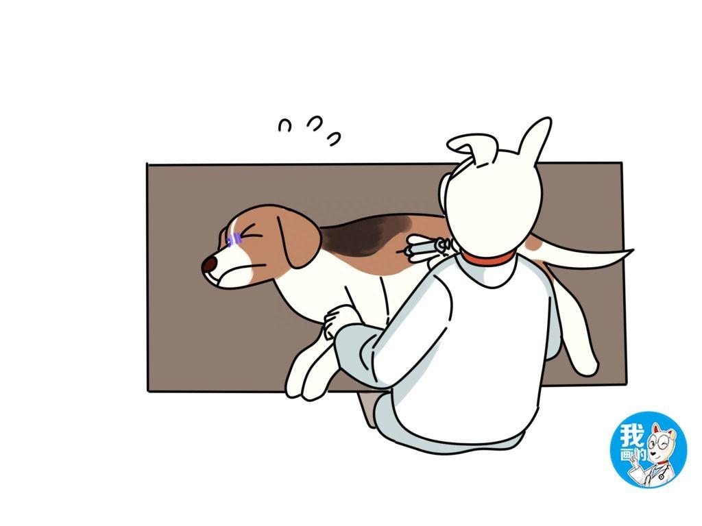 比格犬长相讨喜,为什么养的人少?甚至还总被用来做实验犬?(比格犬真的是养不熟吗图片) 比格犬长相讨喜,为什么养的人少?甚至还总被用来做实验犬?(比格犬真的是养不熟吗图片)
