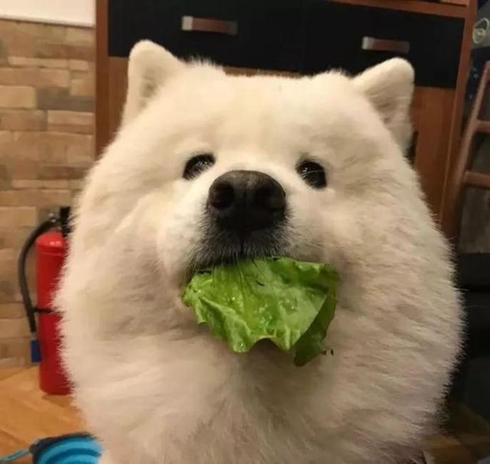 萨摩耶吃什么狗粮性价比高?(萨摩耶吃什么天然粮好) 萨摩耶吃什么狗粮性价比高?(萨摩耶吃什么天然粮好)