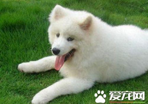 萨摩耶犬咳嗽是怎么回事？（萨摩耶感冒咳嗽吃什么药）