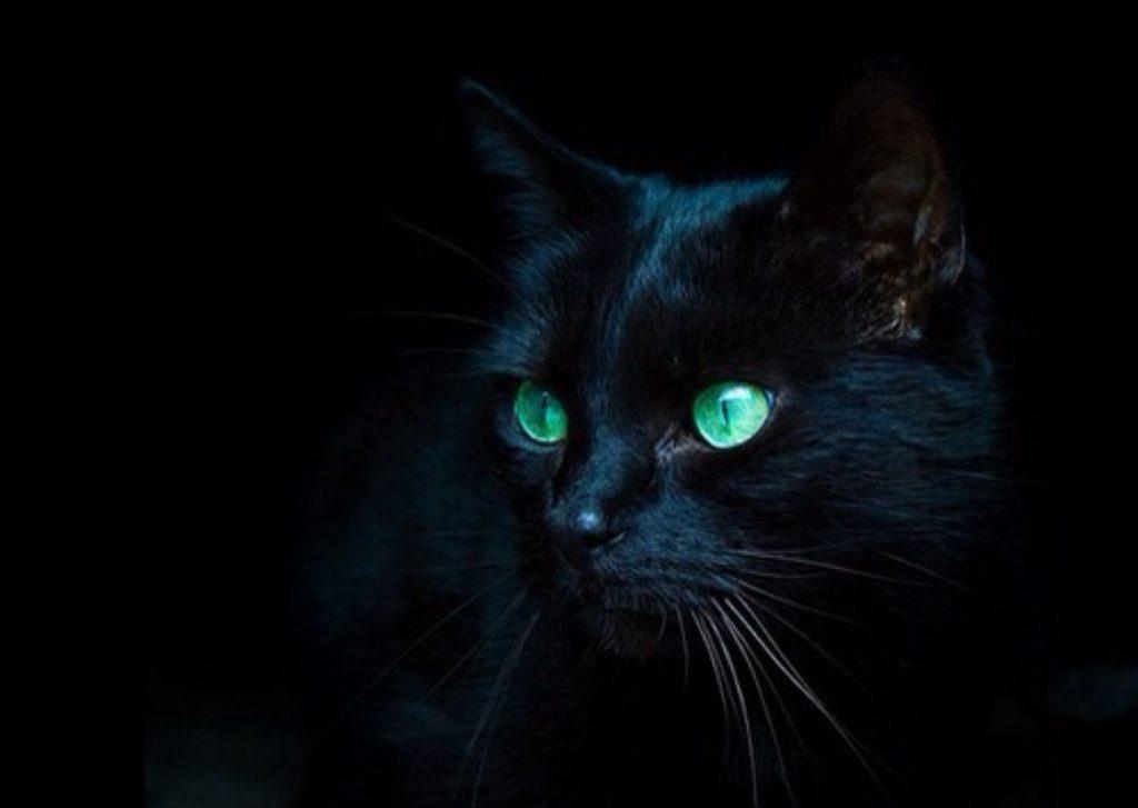 养猫，劝你不要养黑色的，原因有这些（作为养猫一族我们该怎么办）