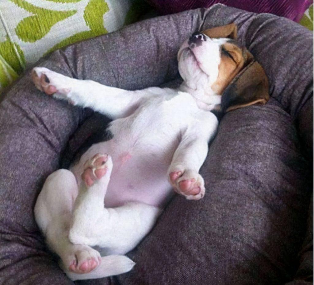 狗狗的6种“睡姿”,代表着不同的含义，你家是哪种？（狗狗的睡姿有讲究吗）