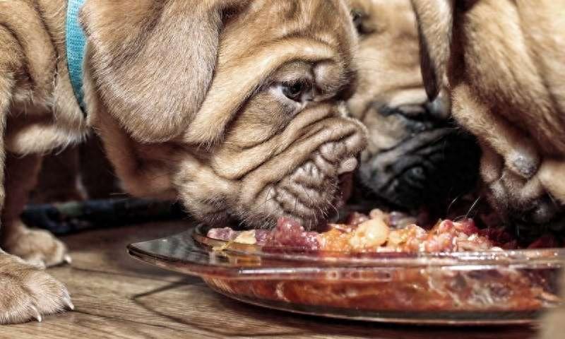 狗狗适合吃生食吗？这样的喂食方法有什么好处和坏处？（狗狗能吃生的）